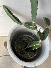 Selenicereus triangularis