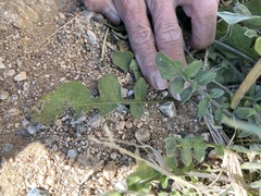 Sisymbrium orientale