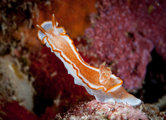 Glossodoris rufomarginata