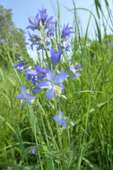 Polemonium acutiflorum