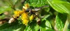 Zethus westwoodi - Photo (c) smiley_beaver, some rights reserved (CC BY-NC)
