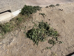 Sisymbrium orientale