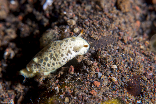Hypselodoris lacuna