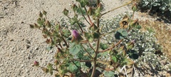 Eremalche rotundifolia