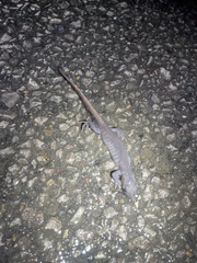 Ambystoma jeffersonianum