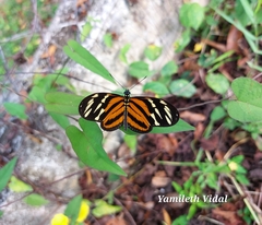 Eueides isabella eva