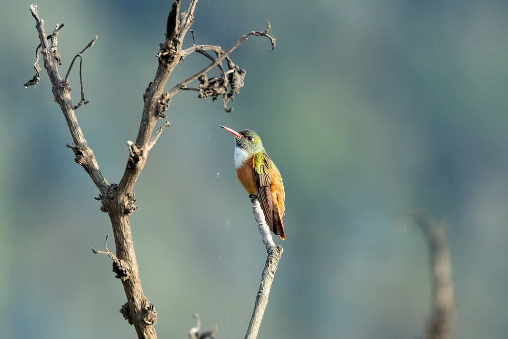 Amazilia Hummingbird