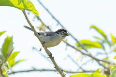 Atlapetes leucopterus