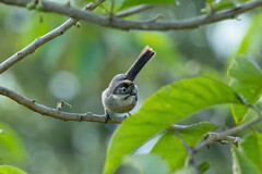 Atlapetes leucopterus