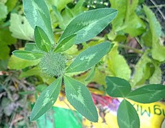 Trifolium pratense