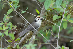Atlapetes leucopterus