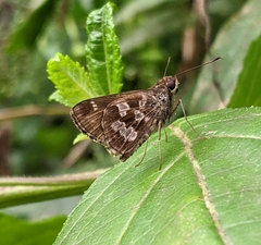 Cobalopsis dorpa