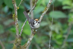 Atlapetes leucopterus