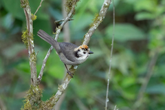 Atlapetes leucopterus