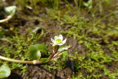 Caltha leptosepala