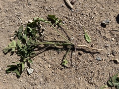 Sisymbrium orientale