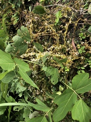 Cuscuta japonica