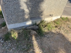 Sisymbrium orientale