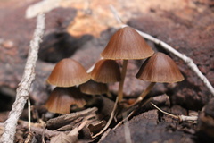 Mycena subgalericulata