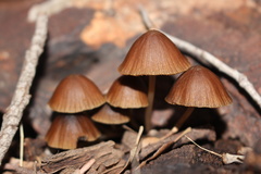 Mycena subgalericulata
