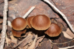 Mycena subgalericulata