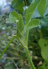 Trifolium pratense