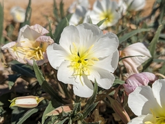 Oenothera deltoides