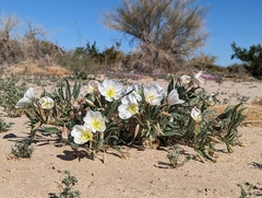 Oenothera deltoides
