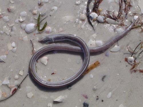 Sooty eel (Bascanichthys scuticaris) — Ophichthidae