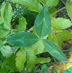 Trifolium pratense