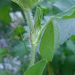 Trifolium pratense