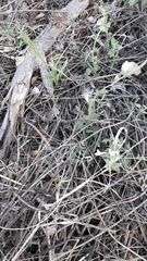 Carlowrightia arizonica