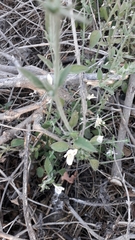 Carlowrightia arizonica