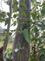 Eucalyptus deglupta