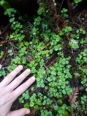 Chrysosplenium glechomifolium