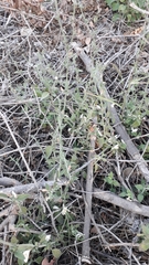 Carlowrightia arizonica