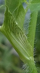 Trifolium pratense