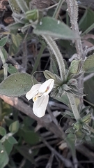 Carlowrightia arizonica