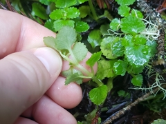 Chrysosplenium glechomifolium