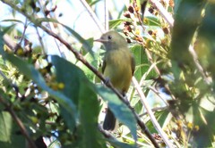 Mionectes oleagineus