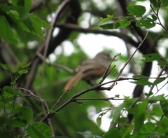 Myiodynastes maculatus
