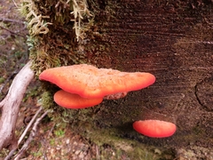 Aurantiporus pulcherrimus