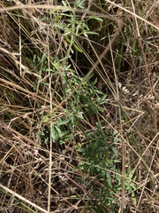 Clematis microphylla