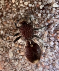 Ephutomorpha ferruginata