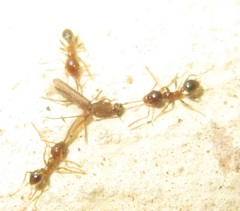 Linopteridius brunneus