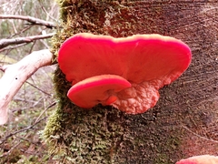 Aurantiporus pulcherrimus