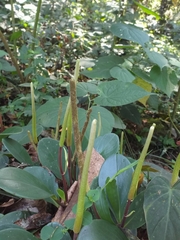 Peperomia obtusifolia