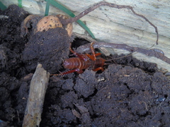 Cratomelus armatus