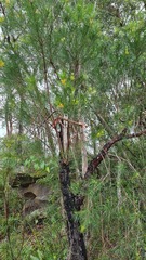 Persoonia linearis