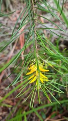 Persoonia linearis